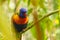 Multicolored budgies bird portrait