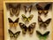 Multicolored butterflies on display