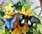 multicolored butterflies stand on the yellow flowers