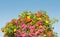 Multicolored Calibrachoa flowers