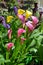 Multicolored calla lilies garden