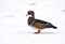 Multicolored carolina wood duck