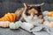 Multicolored cat and decorative pumpkins. Relaxed cat lying on the gray plaid with thanksgiving or halloween pumpkins decor on the