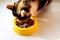 Multicolored cat eats food from yellow dishes, top view, close-up - the concept of careful care of Pets