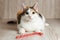 Multicolored cat with a serious face lies near the candy cane and looks forward