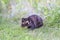 Multicolored cat sitting on green grass outdoors