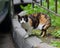 Multicolored cat is standing on the concrete lawn curb