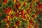 Multicolored chamomiles background