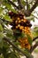 Multicolored cherries strung on a stick hanging on a green tree