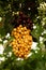 Multicolored cherries strung on a stick hanging on a green tree