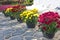 Multicolored Chrysanthemums in flower pots near a rural house. Landscaping.