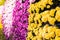Multicolored chrysanthemums flowers