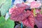 Multicolored colorful Caladium bicolor araceae leaf phant in heart shaped patterns in pot