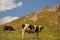 Multicolored cows eating grass on pasture in Dombai national nature reserve