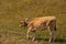 Multicolored cows eating grass on pasture in Dombai national nature reserve