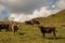 Multicolored cows eating grass on pasture in Dombai national nature reserve