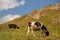 Multicolored cows eating grass on pasture in Dombai national nature reserve