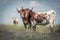 Multicolored cows with horns looking at camera on green field