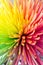 Multicolored crysanthemum flower closeup