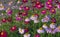 Multicolored daisies on a background of green grass. Color camomiles in the city garden