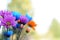 Multicolored Daisy Flowers