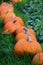 Multicolored decorative pumpkins on autumn festival