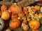 Multicolored decorative pumpkins on autumn festival