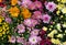 Multicolored different varieties of chrysanthemums as background