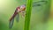 multicolored dragonfly on a blade of grass, macro photo of this elegant and fragile predator with wide wings and giant faceted eye