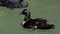 A multicolored duck cleans feather in a lake in slo-mo