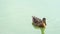 A multicolored duck floats happily in lake waters in slo-mo