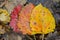 Multicolored fallen poplar leaves macro