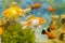 Multicolored fish in the aquarium. Goldfish in freshwater aquarium with green beautiful planted tropical. fish in freshwater aquar