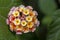 Multicolored Flower Cambara closeup photo