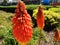 The multicolored flower kniphofia or poker plant