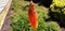 The multicolored flower kniphofia uvaria or kniphofia linearifolia