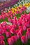 Multicolored flower  tulip field in Holland