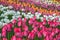 Multicolored flower tulip field in Holland