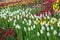 Multicolored flower tulip field in Holland