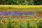 Multicolored flowerbed on a lawn