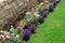 Multicolored flowerbed on a lawn