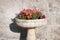 Multicolored Flowering In A Stone Crater Vase, Montenegro