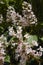 Multicolored flowers of Aesculus indica