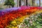 Multicolored flowers in Emirgan Park at the Tulip Festival in Istanbul, a bright colorful spring background