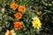 Multicolored flowers of gazania in autumn