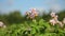 Multicolored flowers of potato plant