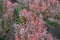 Multicolored foliage of Berberis thunbergii atropurpurea in May