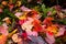 multicolored foliage down in the grass in autumn