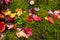 multicolored foliage down in the grass in autumn