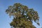 Multicolored foliage of Quercus tree in autumn